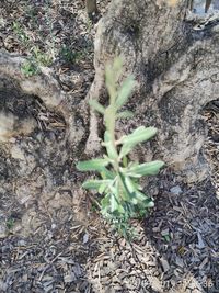 High angle view of plant on field