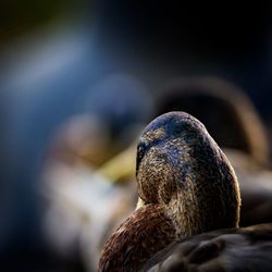 Close-up of a bird