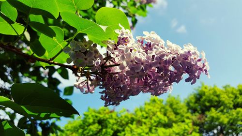 Close-up low angle view of flowers