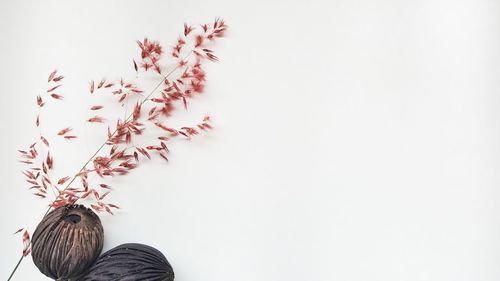 Rear view of man standing by flowering plant against white background