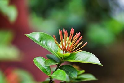 Close-up of flower against blurred background