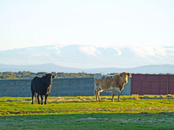 Cows on field against sky