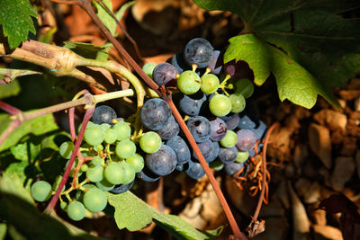 Vineyards on pelješac, adriatic sea, croatia