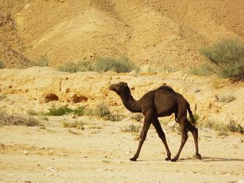 Side view of a horse on sand