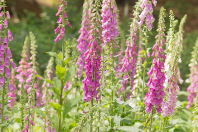 Close-up of pink flowers blooming outdoors