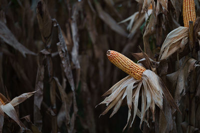 Close-up of corn on field