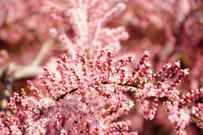 Close-up of pink flowers blooming outdoors