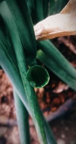 High angle view of plant growing on field