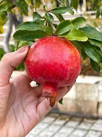 Pomegranate on tree