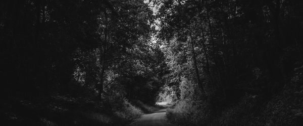 Road along trees at night