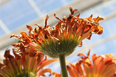 Bottom view of drying gerbera flower heads.