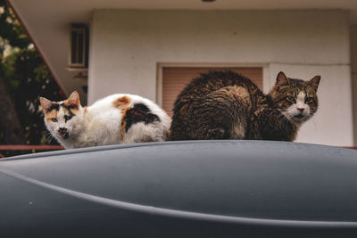 Cats on the car roof