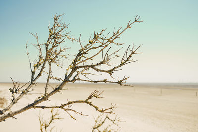 Scenic view of old tree in front of strand