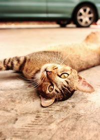 Close-up portrait of a cat lying on floor