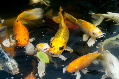 School of fish swimming in pond