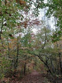 Low angle view of trees in forest during autumn