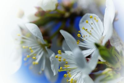 Close-up of white flowers