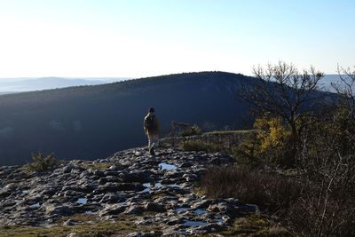 View of sheep on rock