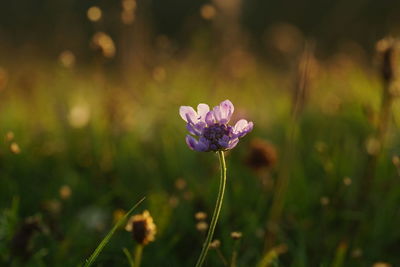 Close-up of purple flowering plant on field