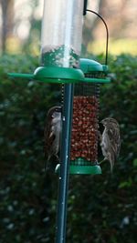 Close-up of bird perching on feeder