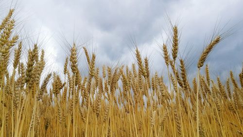 Close-up of wheat field against sky