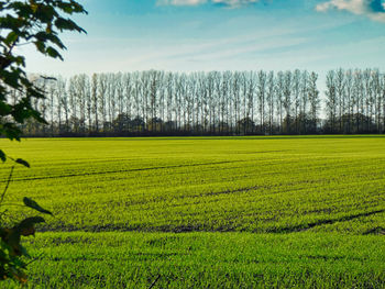 Scenic view of agricultural field against sky