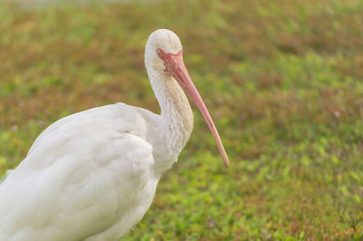 Close-up of white bird