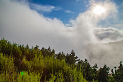 Scenic view of trees and mountains against sky