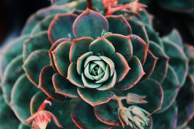 Close-up of fresh cactus flower