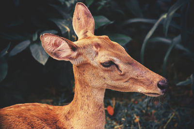 Close-up of deer on field