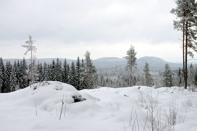 Snow covered land and trees against sky