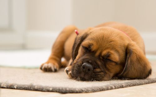 Close-up of cute puppy sleeping on doormat at home