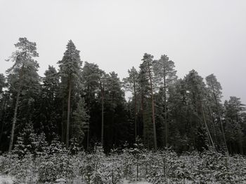 Low angle view of trees against clear sky