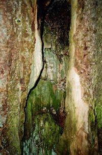 Full frame shot of tree trunk