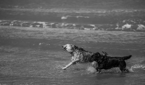 Dog running in a sea