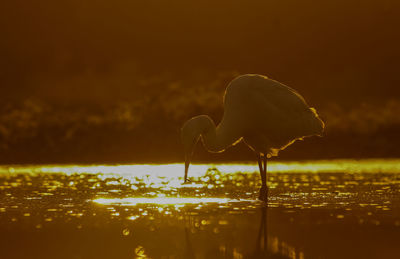 Bird perching on a lake