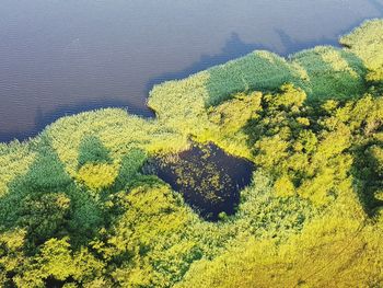 High angle view of yellow flowers on sea shore