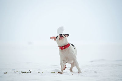 Dog standing on beach