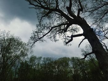 Low angle view of silhouette trees against sky