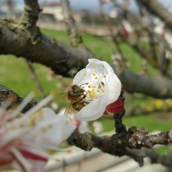 Close-up of bee on white flower