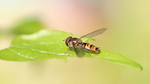 Close-up of insect on leaf