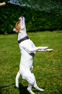 View of a dog on field