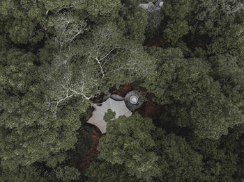 High angle view of rocks and trees in forest