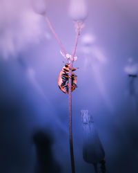 Close-up of spider on twig