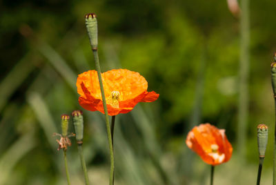 Close-up of orange poppy flower