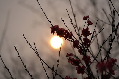 Close-up of flowers against sunset