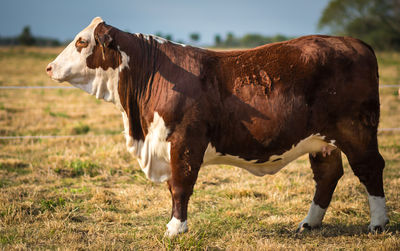 Cow standing in a field