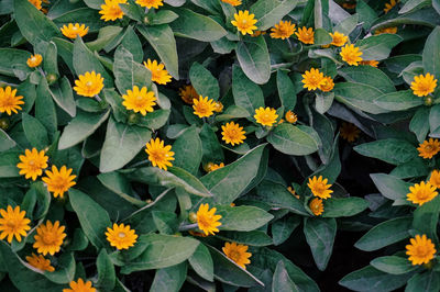 High angle view of flowering plants