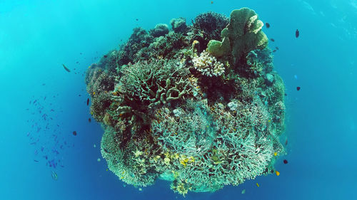 Fish swimming in sea