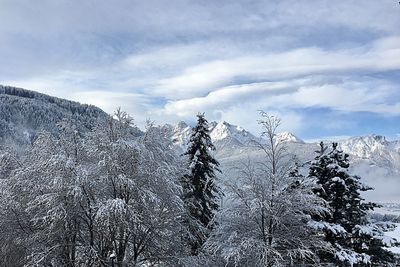 Pine trees on snowcapped mountain against sky